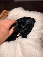 Waylon, a male Cocker Spaniel and Poodle - Miniature  for sale in Buena Vista, GA – 3 of 3