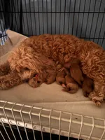 Quinn, a female Cocker Spaniel and Poodle - Miniature  for sale in Buena Vista, GA – 3 of 6