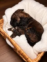 Jo , a female Cocker Spaniel and Poodle - Miniature  for sale in Buena Vista, GA – 1 of 2