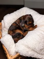 EmmyLou, a female Cocker Spaniel and Poodle - Miniature  for sale in Buena Vista, GA – 2 of 2