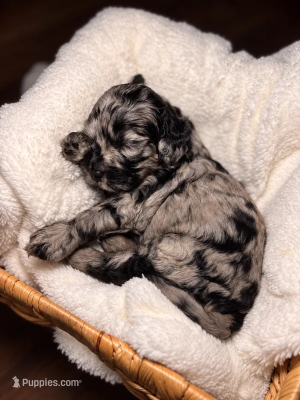 Patsy – Cocker Spaniel, Poodle - Miniature  puppy for sale in Buena Vista, GA