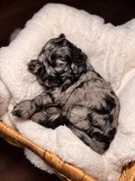 Patsy, a female Cocker Spaniel and Poodle - Miniature  for sale in Buena Vista, GA – 1 of 2