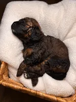 Jo , a female Cocker Spaniel and Poodle - Miniature  for sale in Buena Vista, GA – 2 of 2