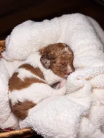 Dolly, a female Cocker Spaniel and Poodle - Miniature  for sale in Buena Vista, GA – 2 of 2