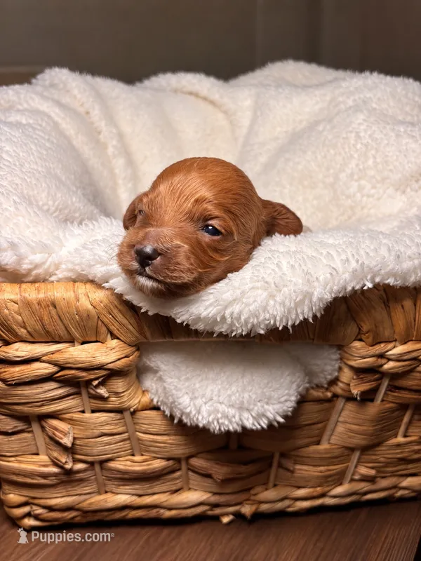 Quinn – Cocker Spaniel, Poodle - Miniature  puppy for sale in Buena Vista, GA