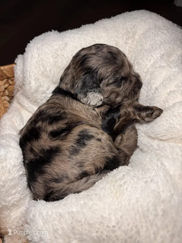 June – Cocker Spaniel, Poodle - Miniature  puppy for sale in Buena Vista, GA
