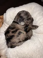 June, a female Cocker Spaniel and Poodle - Miniature  for sale in Buena Vista, GA – 1 of 3