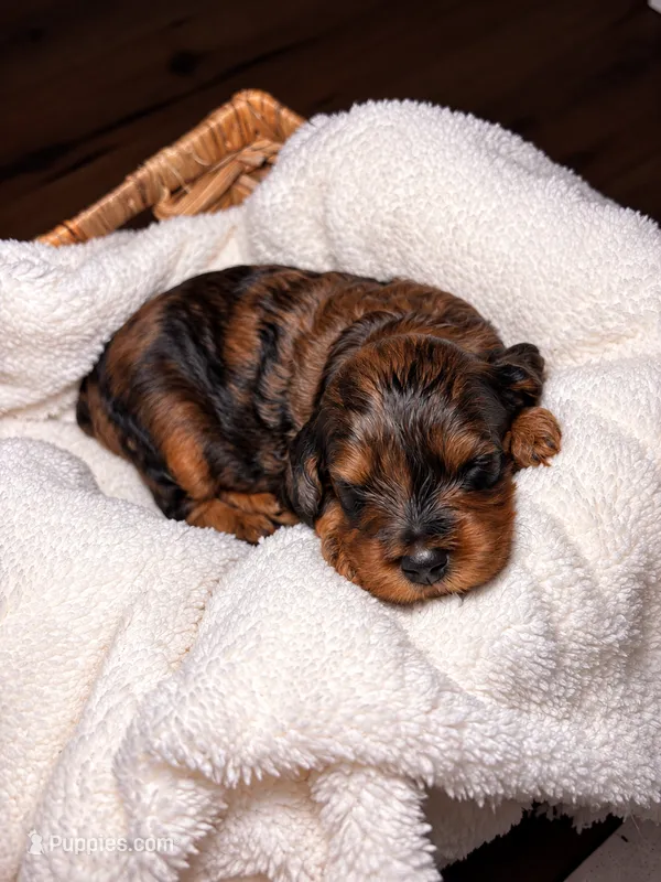 EmmyLou – Cocker Spaniel, Poodle - Miniature  puppy for sale in Buena Vista, GA
