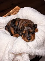 EmmyLou, a female Cocker Spaniel and Poodle - Miniature  for sale in Buena Vista, GA – 1 of 2