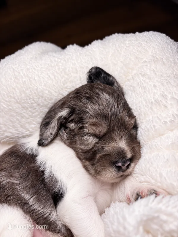 Diffie – Cocker Spaniel, Poodle - Miniature  puppy for sale in Buena Vista, GA