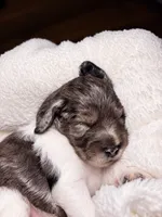 Diffie, a male Cocker Spaniel and Poodle - Miniature  for sale in Buena Vista, GA – 1 of 2