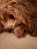 Quinn, a female Cocker Spaniel and Poodle - Miniature  for sale in Buena Vista, GA – 4 of 6