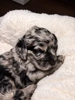 Patsy, a female Cocker Spaniel and Poodle - Miniature  for sale in Buena Vista, GA – 2 of 2
