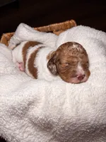 Dolly, a female Cocker Spaniel and Poodle - Miniature  for sale in Buena Vista, GA – 1 of 2