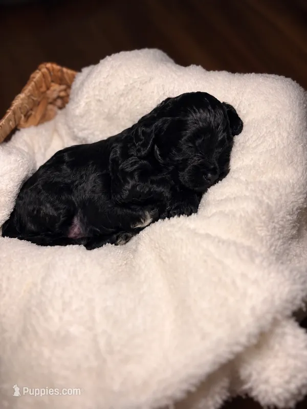 Waylon – Cocker Spaniel, Poodle - Miniature  puppy for sale in Buena Vista, GA