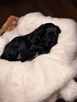 Waylon, a male Cocker Spaniel and Poodle - Miniature  for sale in Buena Vista, GA – 1 of 3