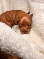 Quinn, a female Cocker Spaniel and Poodle - Miniature  for sale in Buena Vista, GA – 5 of 6