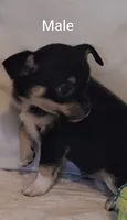#1 Male, a male Chihuahua for sale in Crossville, TN – 4 of 6
