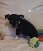 #1 Male, a male Chihuahua for sale in Crossville, TN – 2 of 6