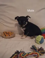 #1 Male, a male Chihuahua for sale in Crossville, TN – 3 of 6