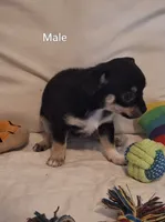 #1 Male, a male Chihuahua for sale in Crossville, TN – 1 of 6
