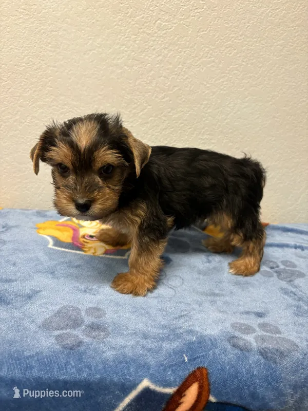 Tigger  – Yorkshire Terrier puppy for sale in Hesperia, CA