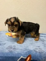 Tigger , a male Yorkshire Terrier for sale in Hesperia, CA – 1 of 10