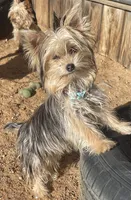 Barbie , a female Yorkshire Terrier for sale in Hesperia, CA – 4 of 7