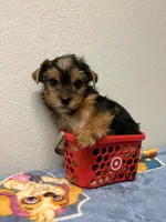 Tigger , a male Yorkshire Terrier for sale in Hesperia, CA – 9 of 10