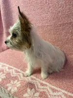 Ginger , a female Yorkshire Terrier for sale in Hesperia, CA – 4 of 10