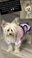 Barbie , a female Yorkshire Terrier for sale in Hesperia, CA – 3 of 5