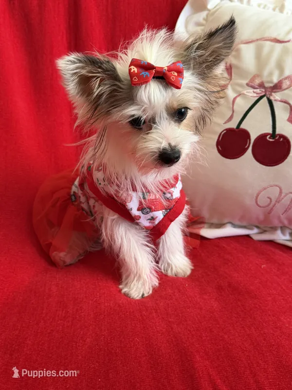 Ginger  – Yorkshire Terrier puppy for sale in Hesperia, CA