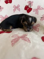 Tigger , a male Yorkshire Terrier for sale in Hesperia, CA – 6 of 10