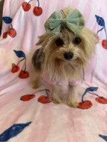 Barbie , a female Yorkshire Terrier for sale in Hesperia, CA – 2 of 4