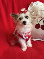 Ginger , a female Yorkshire Terrier for sale in Hesperia, CA – 8 of 10