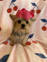 Cherry , a female Yorkshire Terrier for sale in Hesperia, CA – 3 of 5