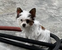 Ginger , a female Yorkshire Terrier for sale in Hesperia, CA – 1 of 5