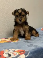 Tigger , a male Yorkshire Terrier for sale in Hesperia, CA – 3 of 10