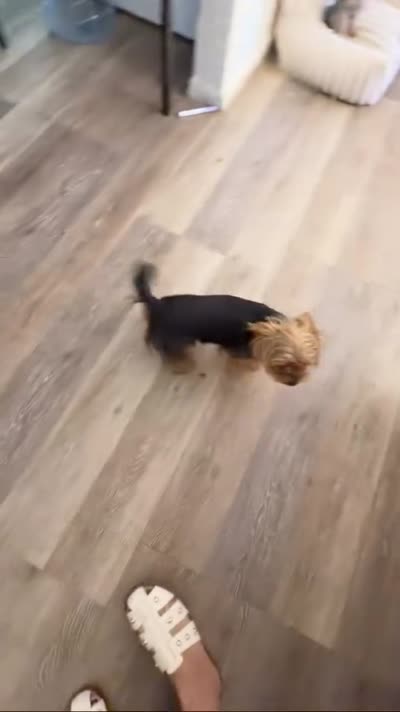 Pepe , a male Yorkshire Terrier for sale in Hesperia, CA – 3 of 4