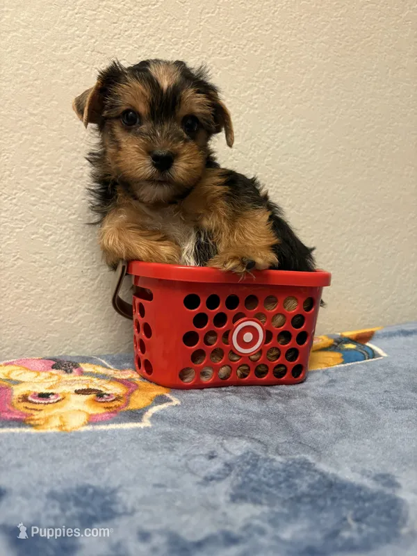 Blacky  – Yorkshire Terrier puppy for sale in Hesperia, CA
