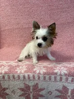 Ginger , a female Yorkshire Terrier for sale in Hesperia, CA – 5 of 10