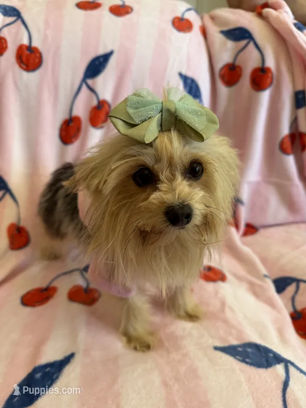 Barbie  – Yorkshire Terrier puppy for sale in Hesperia, CA