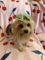 Barbie , a female Yorkshire Terrier for sale in Hesperia, CA – 1 of 4
