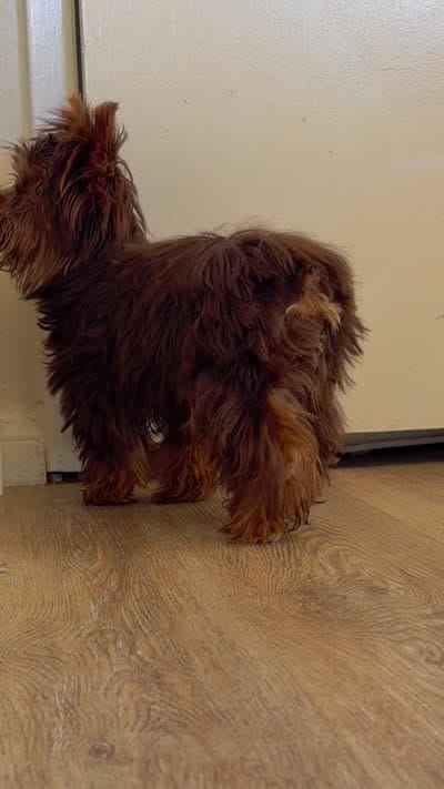 Scooby , a male Yorkshire Terrier for sale in Hesperia, CA – 4 of 4