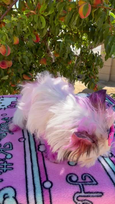 Ginger , a female Yorkshire Terrier for sale in Hesperia, CA – 9 of 10