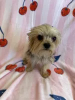 Cherry , a female Yorkshire Terrier for sale in Hesperia, CA – 5 of 5