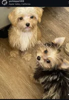 Barbie , a female Yorkshire Terrier for sale in Hesperia, CA – 7 of 7