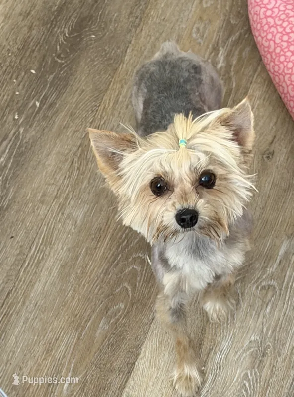 Barbie  – Yorkshire Terrier puppy for sale in Hesperia, CA