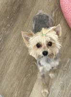 Barbie , a female Yorkshire Terrier for sale in Hesperia, CA – 5 of 5