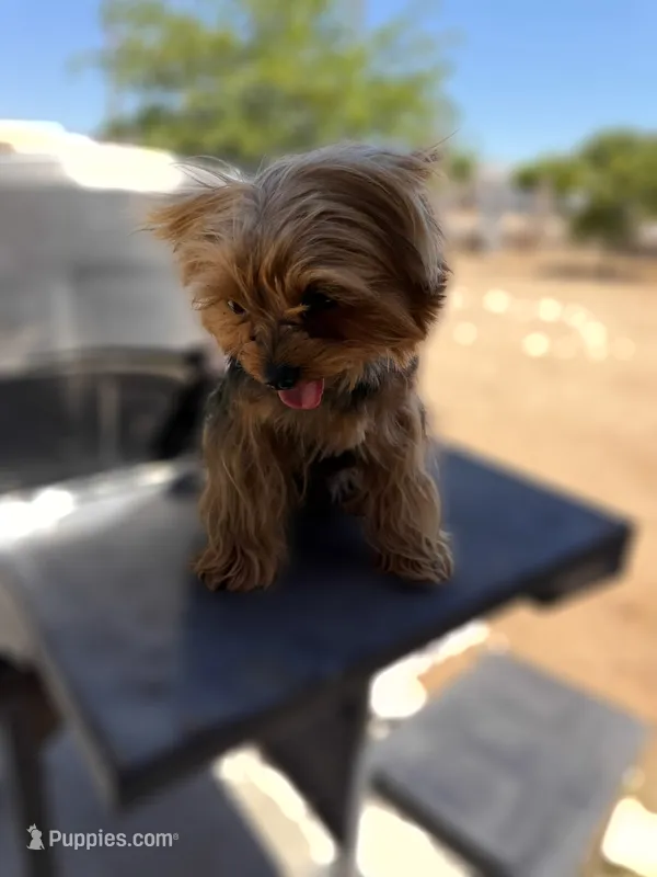 Pepe  – Yorkshire Terrier puppy for sale in Hesperia, CA